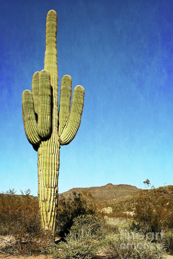 Black Canyon - Giant Saguaro Cactus Photograph by Gabriele Pomykaj