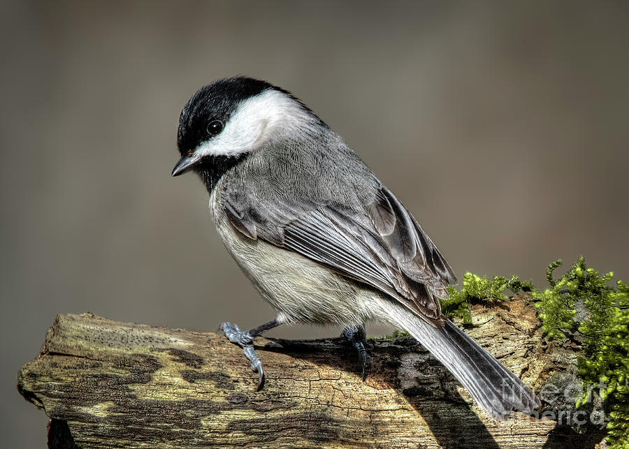 Black-Capped Chichadee Photograph by Katie Joya - Fine Art America