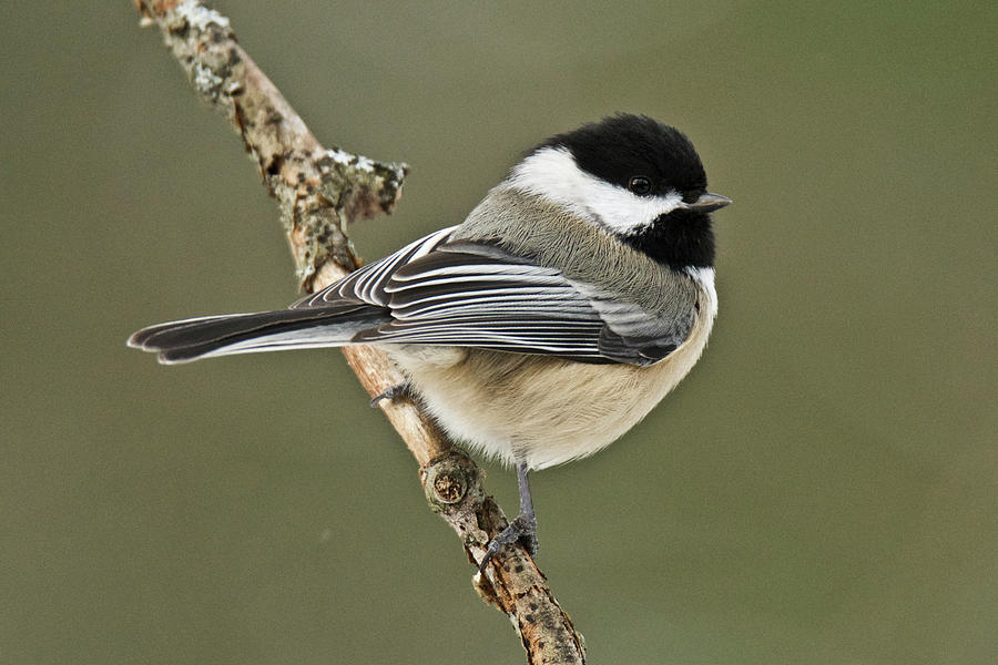 Black Capped Chickadee 011 Photograph by Michael Peychich