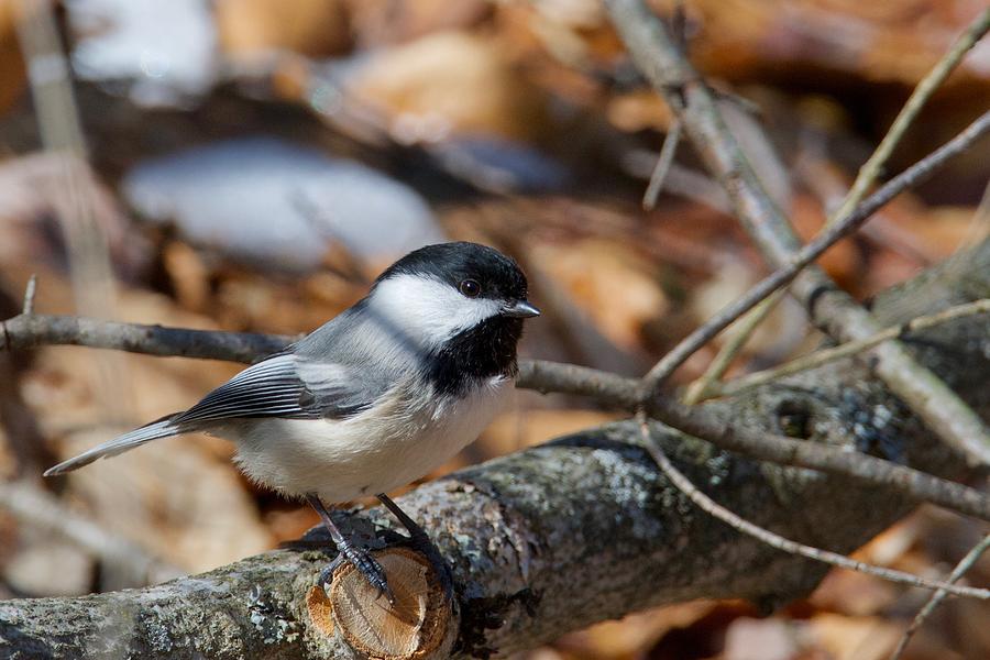 Black-capped Chickadee 0571 Photograph by Michael Peychich