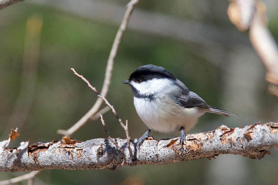 Black-capped Chickadee 0575 Photograph by Michael Peychich