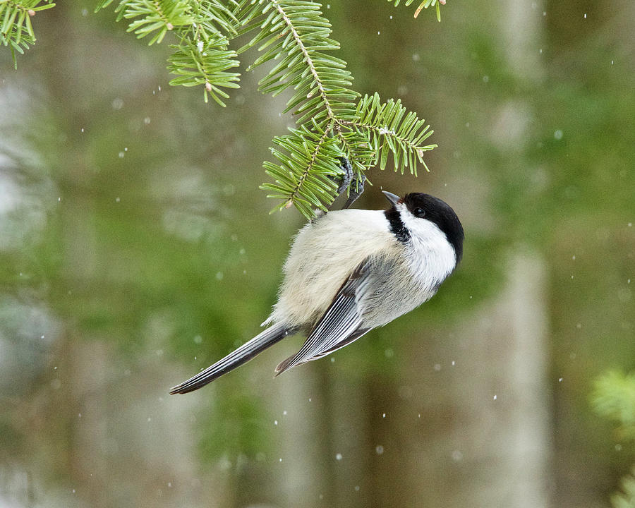 Black-capped Chickadee 0667 Photograph by Michael Peychich