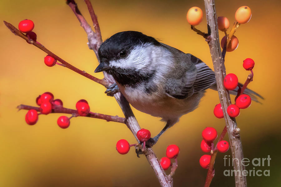 Black-capped Chickadee 1 Photograph by Jerry Fornarotto