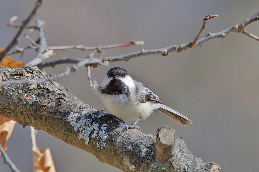 Black Capped Chickadee 1109 Photograph by Michael Peychich