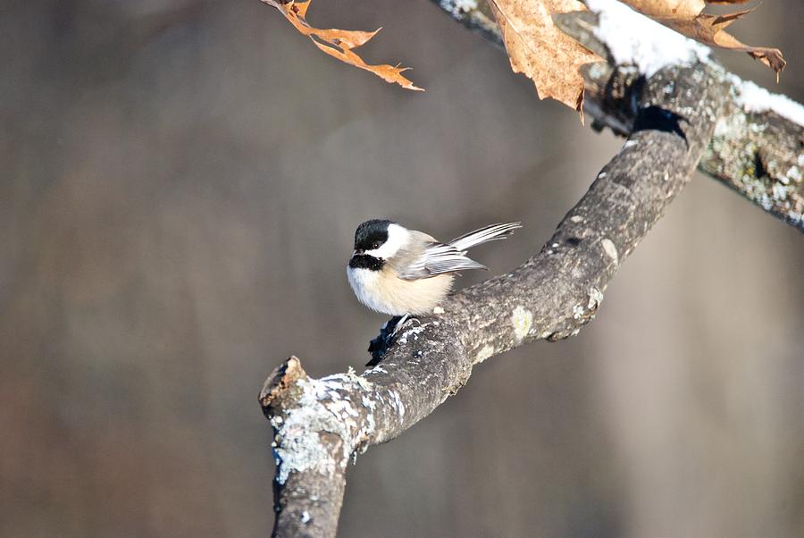 Black Capped Chickadee 1114 Photograph by Michael Peychich