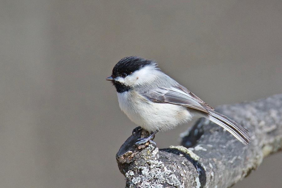 Black Capped Chickadee 1128 Photograph by Michael Peychich