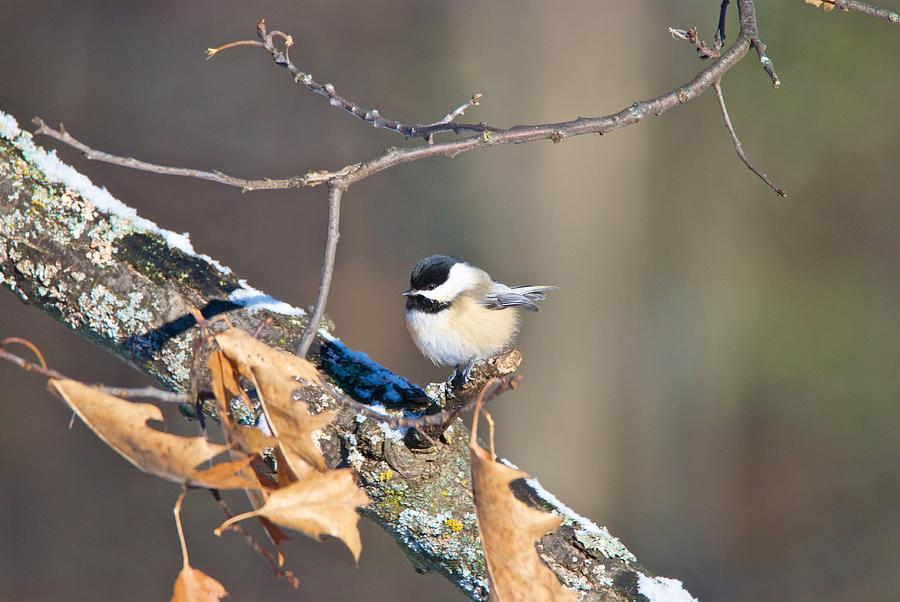 Black Capped Chickadee 1134 Photograph by Michael Peychich