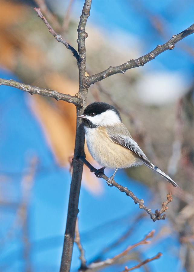 Black Capped Chickadee 1140 Photograph by Michael Peychich
