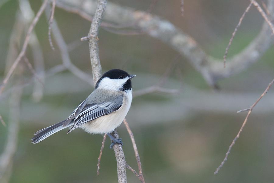 Black Capped Chickadee 1379 Photograph by Michael Peychich