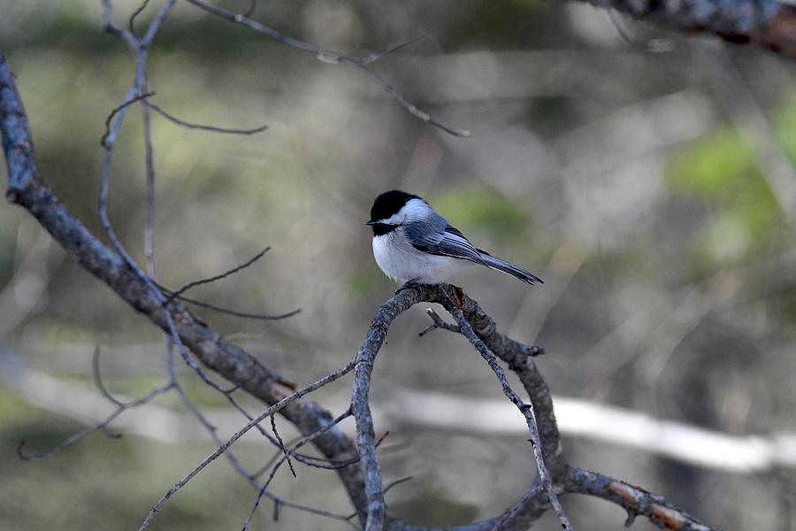 Black Capped Chickadee 422 Photograph by Michael Peychich