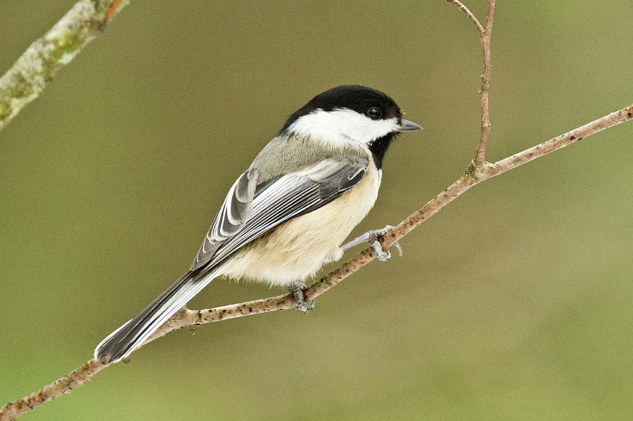 Black-capped Chickadee 4256 012 Photograph by Michael Peychich
