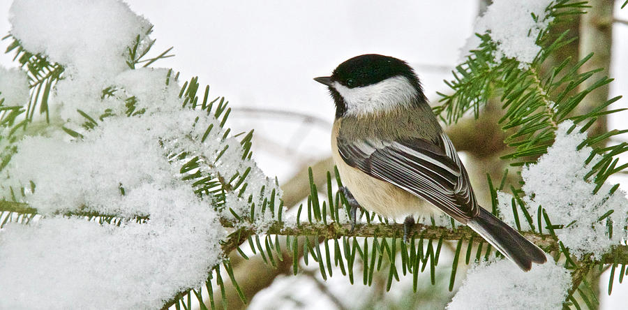 Black Capped Chickadee 4961 Photograph by Michael Peychich