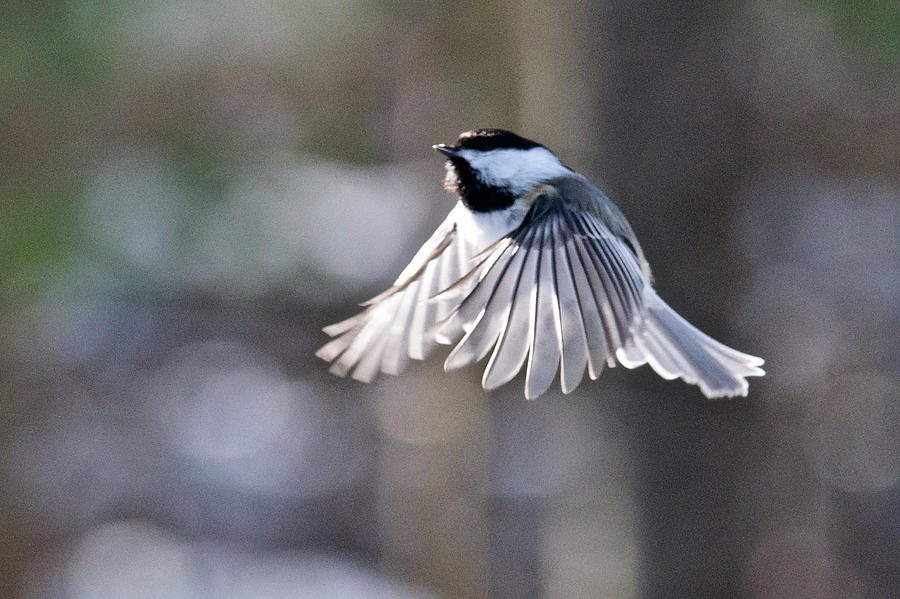 Black-capped Chickadee 6986 Photograph by Michael Peychich