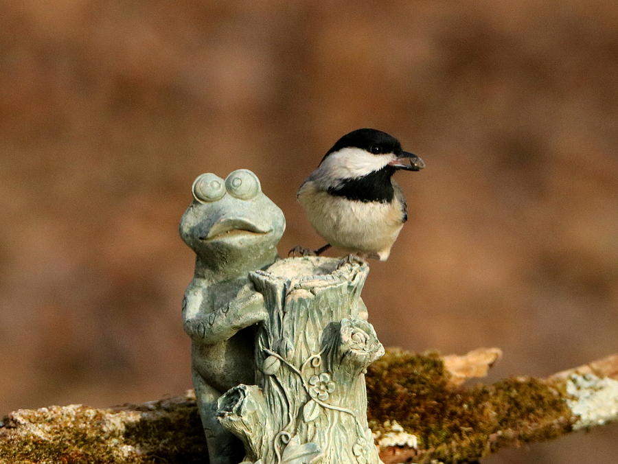 Nature Photograph - Black-Capped Chickadee and Frog by Sheila Brown