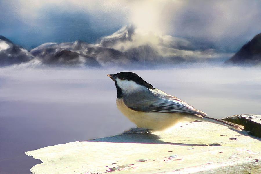 Black Capped Chickadee at Sunset Photograph by Janette Boyd