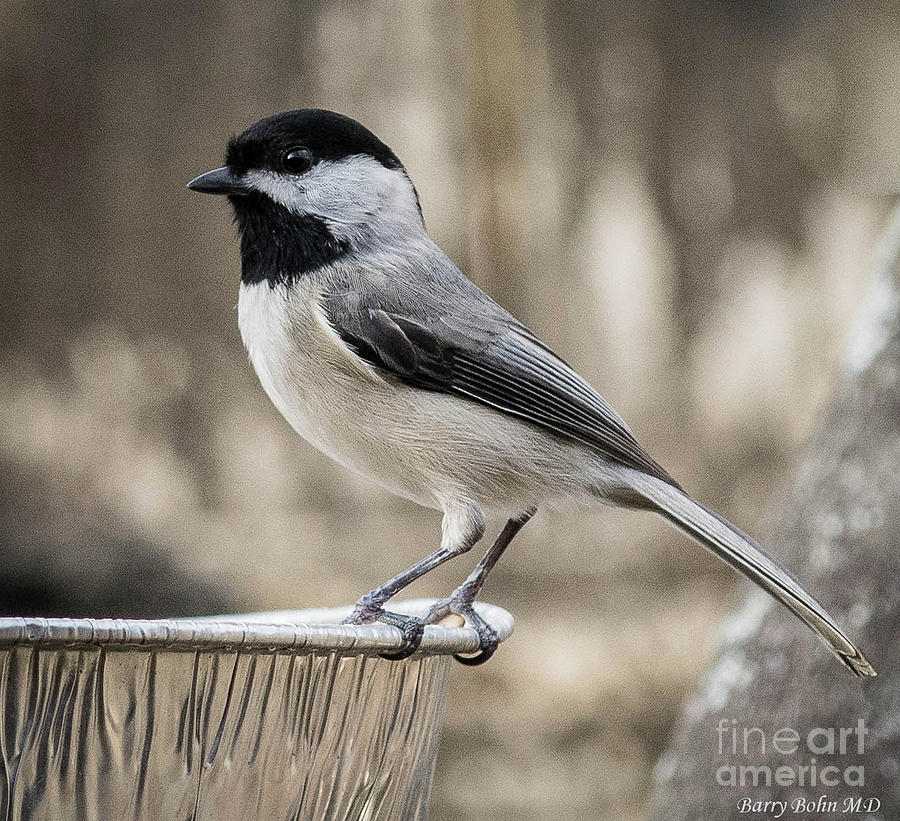 Black capped chickadee Photograph by Barry Bohn