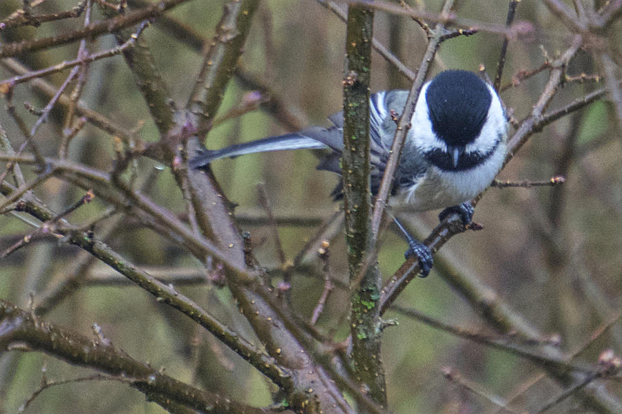 Black Capped Chickadee Photograph by Brooke Bowdren