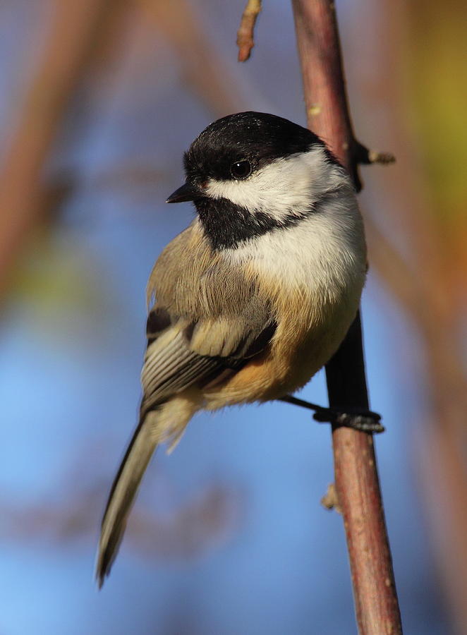 Black-capped Chickadee Photograph by Bruce J Robinson