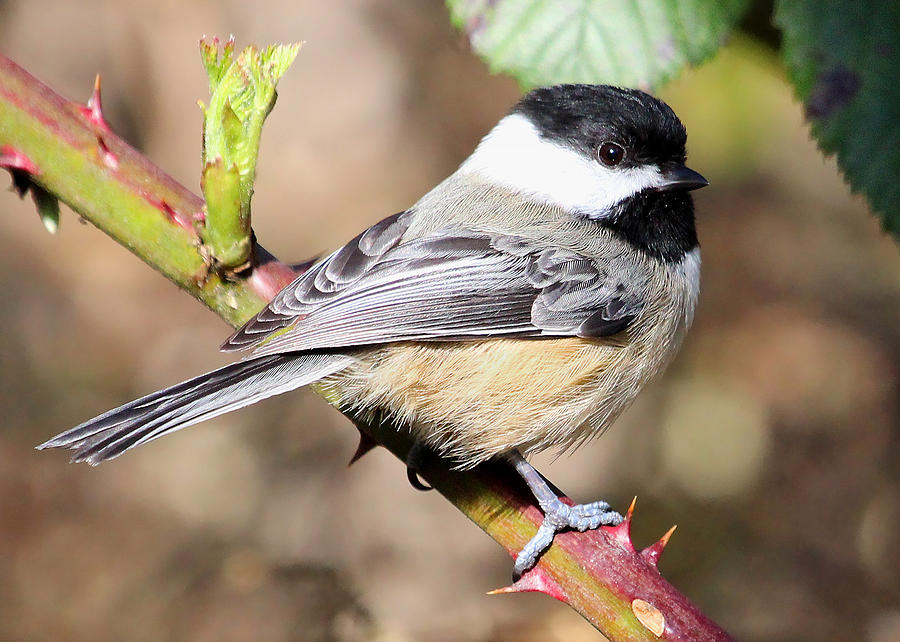 Black-capped Chickadee Photograph by Carl Olsen