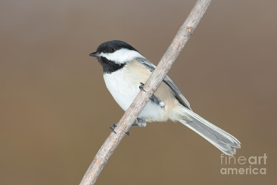 Animal Photograph - Black-capped Chickadee by Clarence Holmes