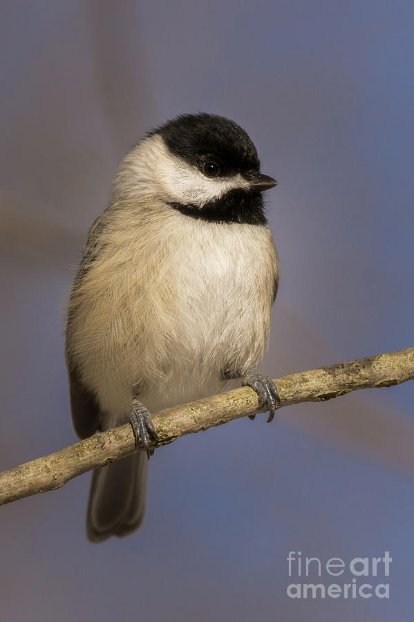 Black-Capped Chickadee Photograph by Craig Shaknis