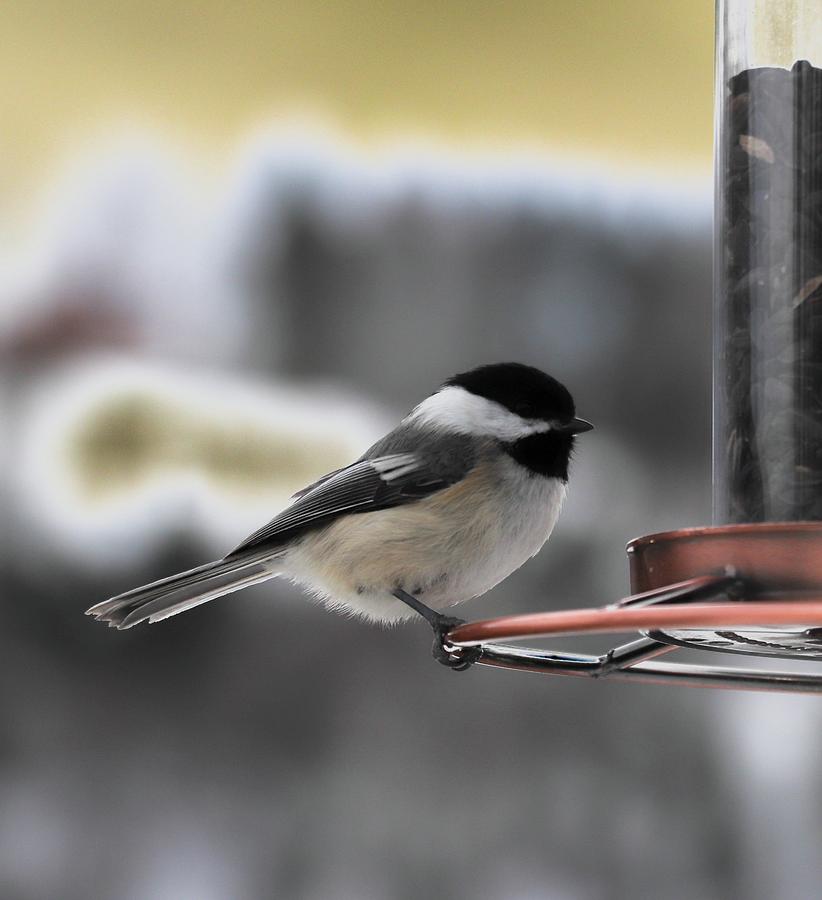 Black-capped Chickadee Photograph by Cristina Stefan