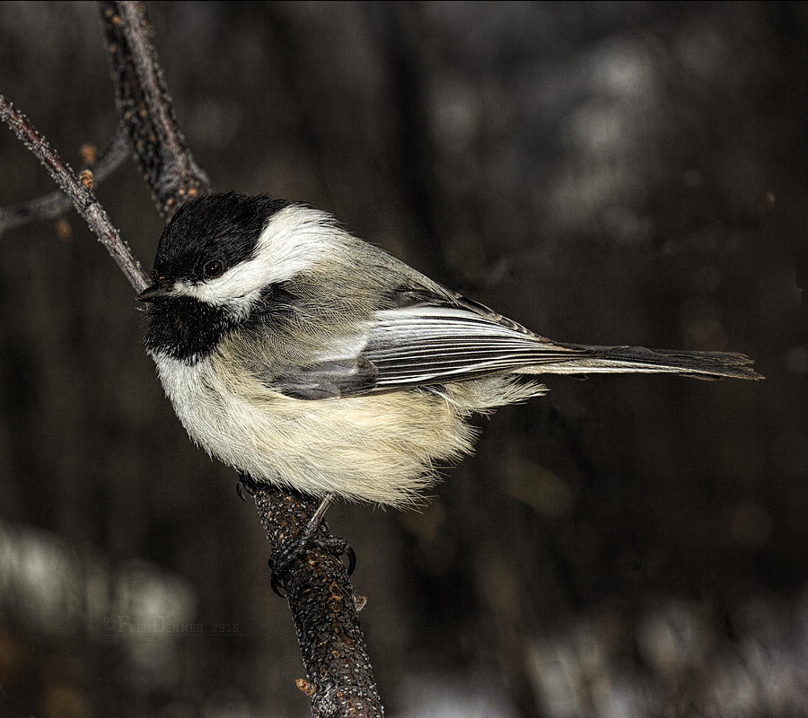 Black-Capped Chickadee Photograph by Fred Denner