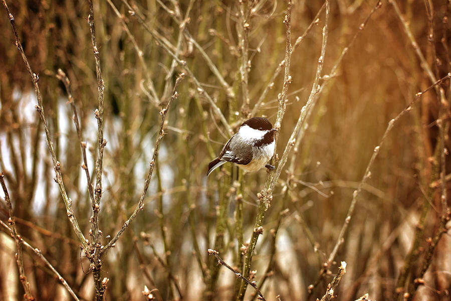 Black-Capped Chickadee Photograph by Gwen Gibson