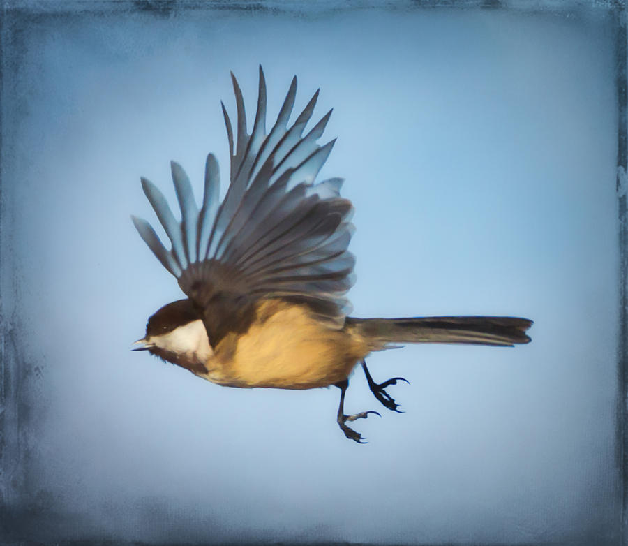 Black-capped Chickadee In Flight Photograph by Martin Belan