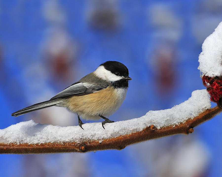 Black-capped Chickadee in Sumac Photograph by Tony Beck