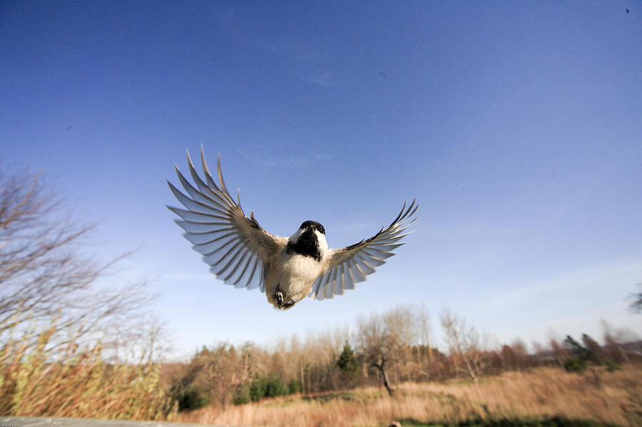 wide angle bird photography