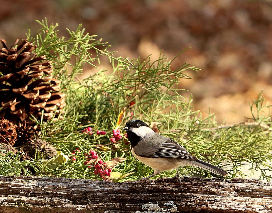 Black-capped Chickadee in Winter Photograph by Sheila Brown