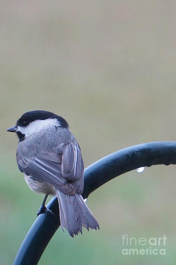 Black-capped Chickadee Photograph by Maxine Billings