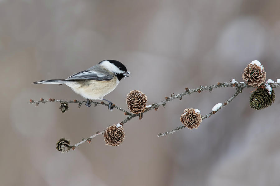 Black-capped Chickadee Photograph by Mircea Costina Photography
