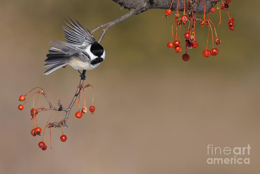 Black-capped Chickadee Photograph by Mircea Costina Photography