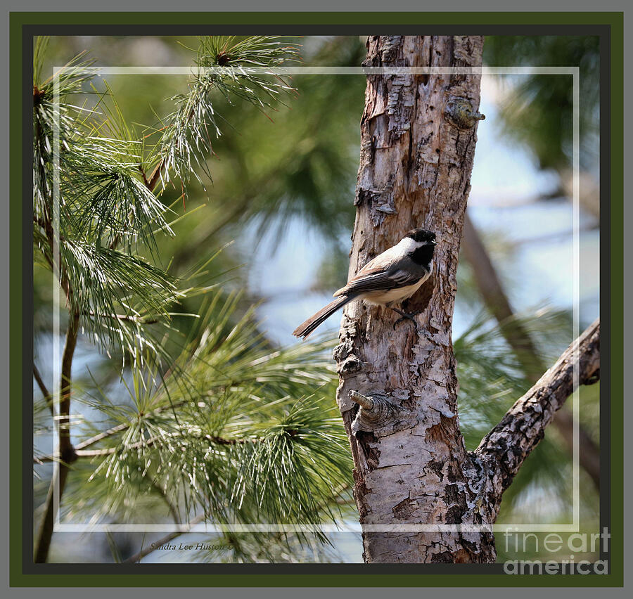 Black Capped Chickadee on a Mission, Framed Photograph by Sandra Huston