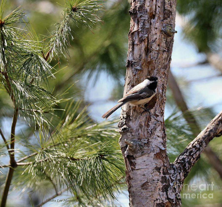 Black Capped Chickadee on a Mission Photograph by Sandra Huston