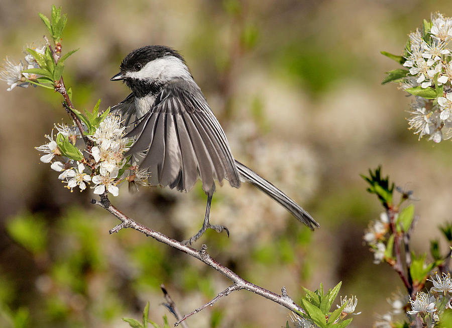 Black Capped Chickadee on Branch Photograph by Lowell Monke