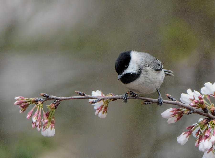 Black Capped Chickadee On Flowers 122120150616 Photograph