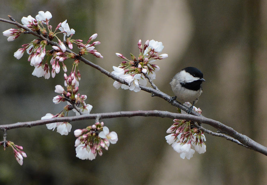 Black Capped Chickadee On Flowers 122120150623 Photograph