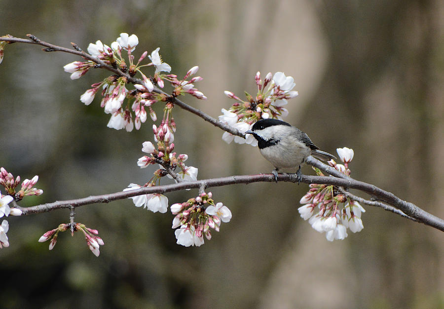 Black Capped Chickadee On Flowers 122120150636 Photograph