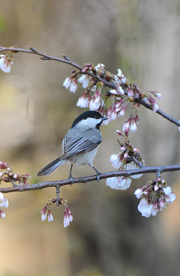 Black Capped Chickadee On Flowers 122120151194 Photograph