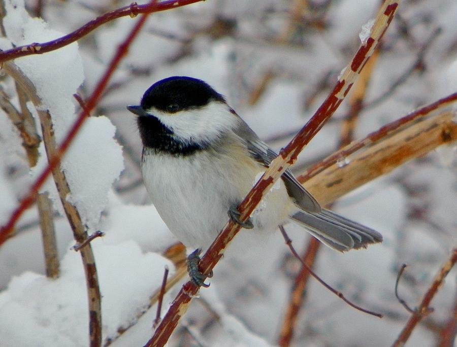 Black-capped Chickadee on Mock Orange Photograph by Judy Sherman - Fine ...