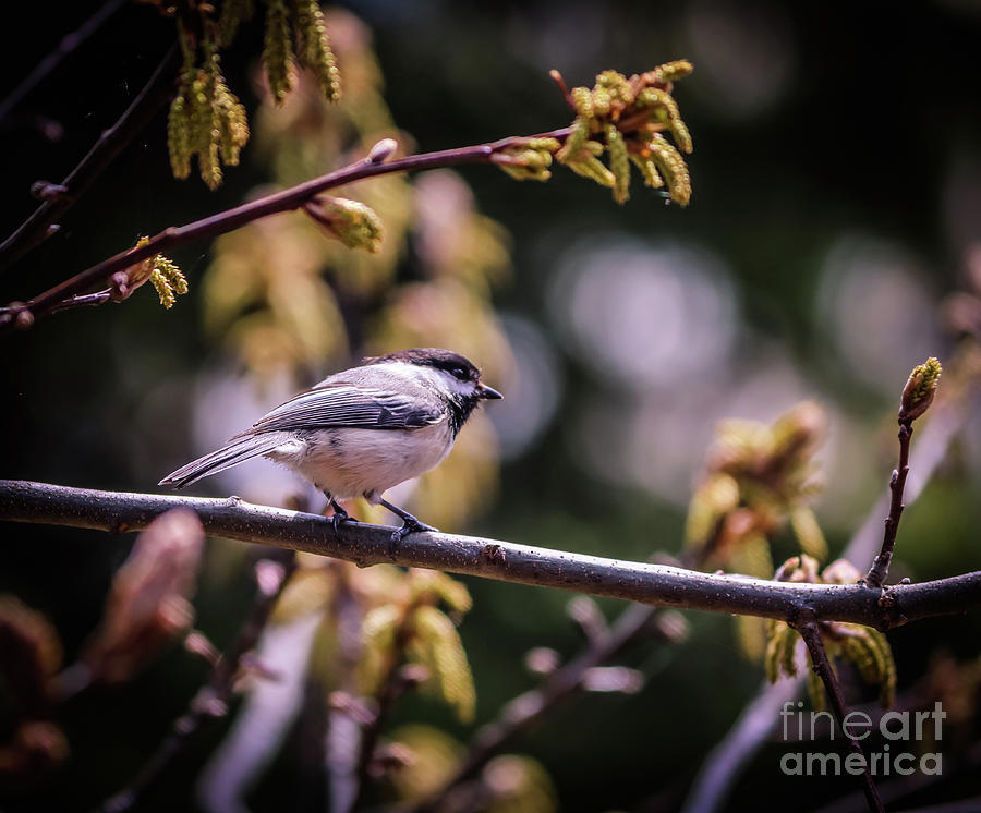 Black-capped chickadee perched on branch Photograph by Claudia M Photography