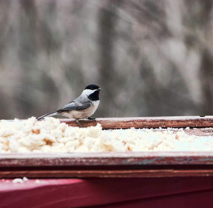 Chickadee Photograph - Black-capped Chickadee by Phyllis Taylor