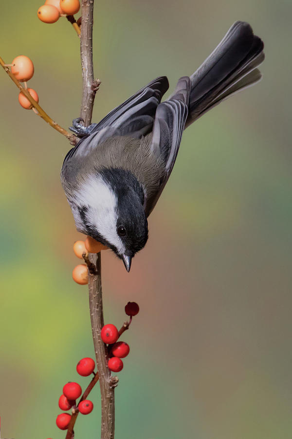 Black-capped Chickadee Reaching for Berry Photograph by Jerry Fornarotto