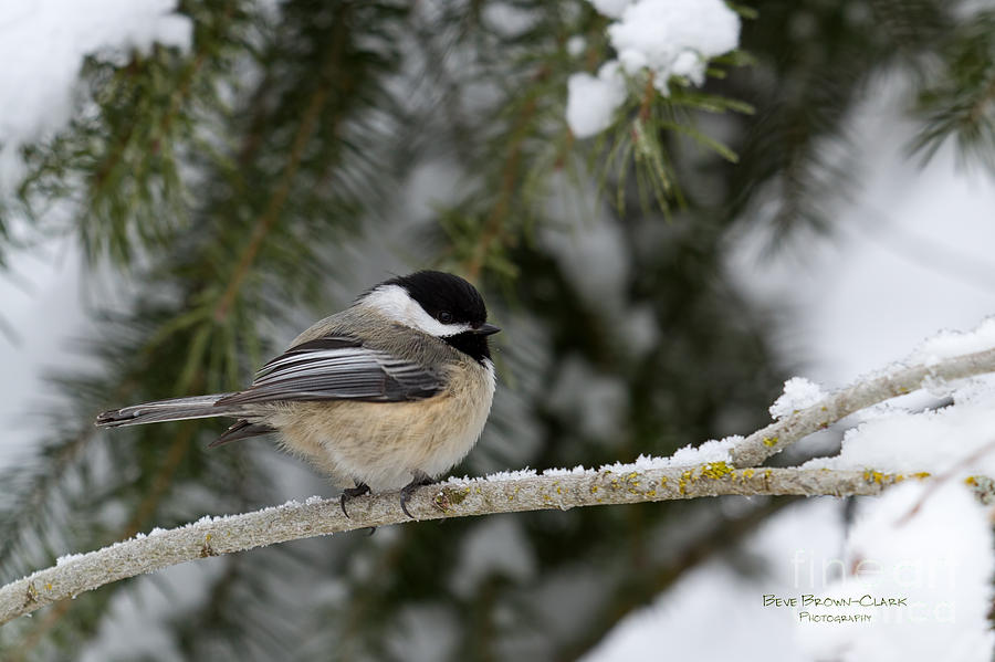 Black-capped Chickadee Photograph by Beve Brown-Clark Photography