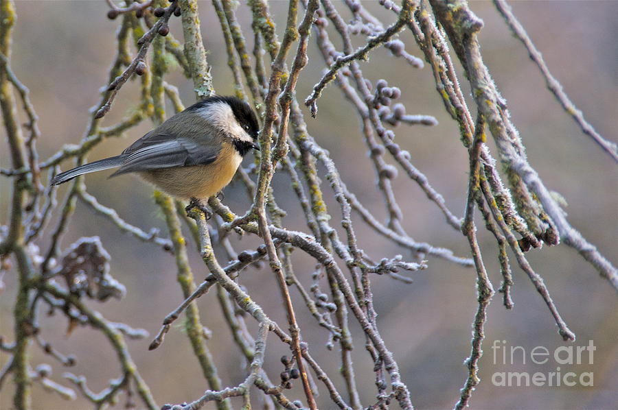 Black-Capped Chickadee Photograph by Sean Griffin