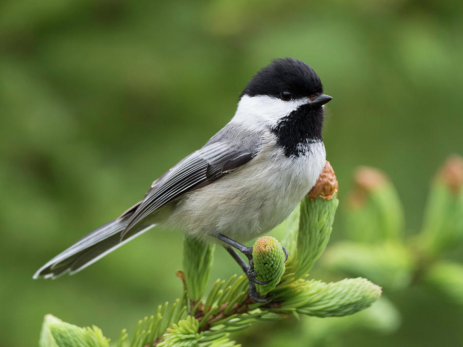 Black-capped Chickadee Songbird Photograph by Scott Leslie