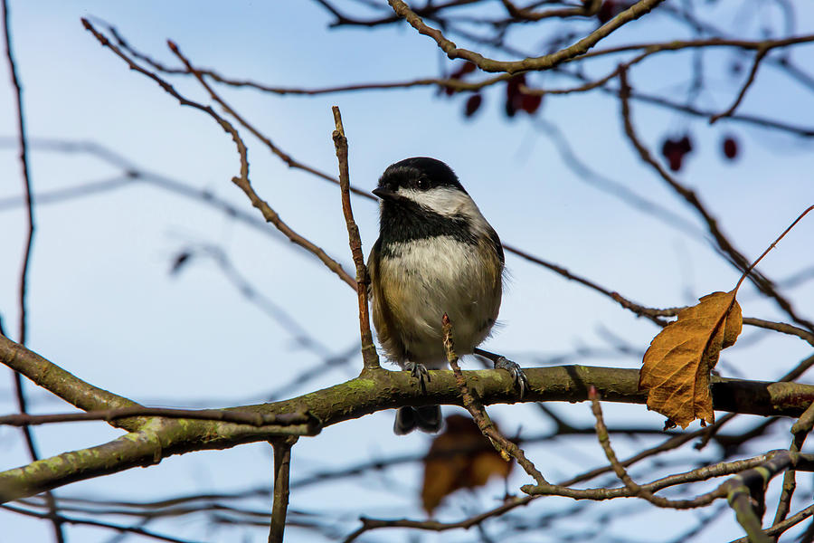 Black Capped Chickadee Digital Art by Birdly Canada